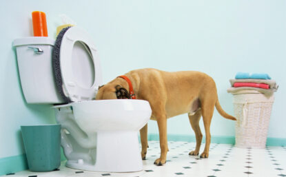 A dog sticks its head in a toilet