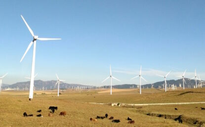Wind turbines and a herd of cattle